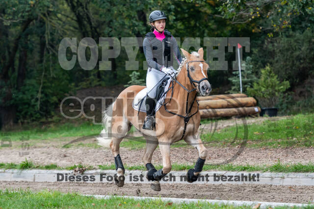 Goldene Schärpe 2020 - Pferde