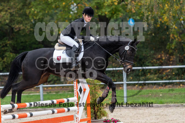 Goldene Schärpe 2020 - Pferde