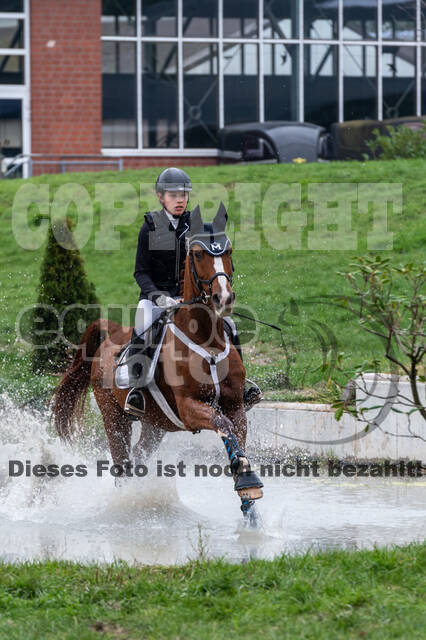 Goldene Schärpe 2020 - Pferde