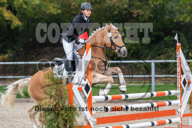 Goldene Schärpe 2020 - Pferde