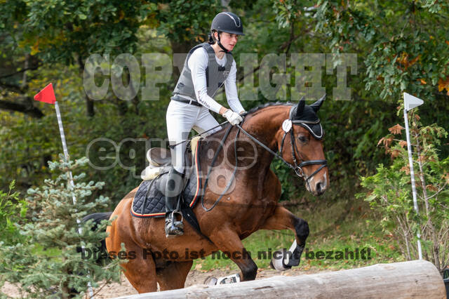 Goldene Schärpe 2020 - Pferde