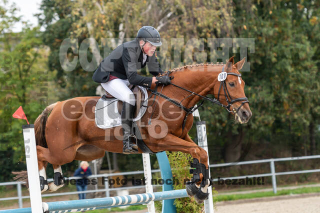 Goldene Schärpe 2020 - Pferde