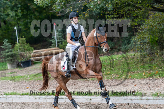 Goldene Schärpe 2020 - Pferde