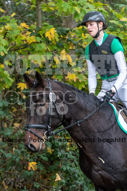 Goldene Schärpe 2020 - Pferde