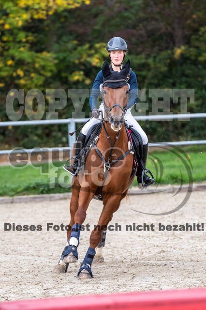 Goldene Schärpe 2020 - Pferde