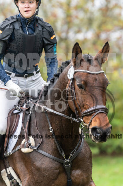 Goldene Schärpe 2020 - Pferde