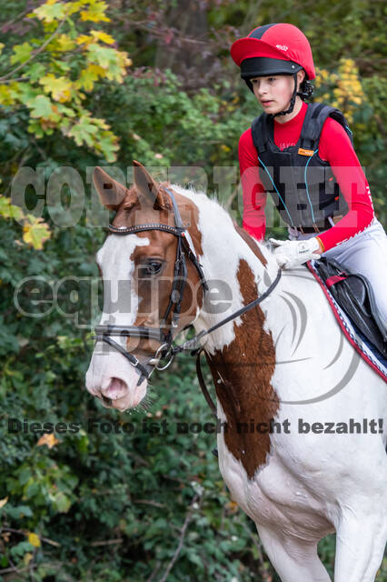 Goldene Schärpe 2020 - Pferde