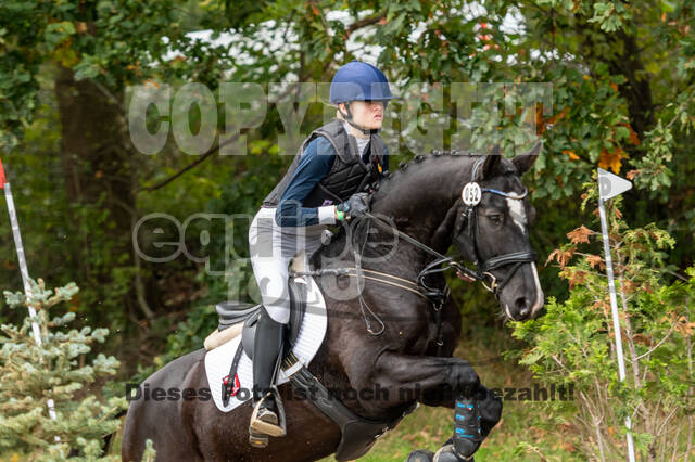 Goldene Schärpe 2020 - Pferde