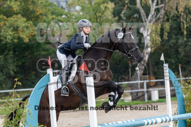 Goldene Schärpe 2020 - Pferde