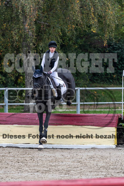 Goldene Schärpe 2020 - Pferde