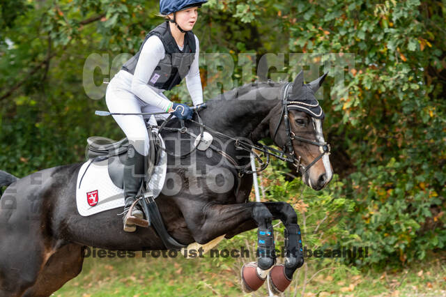 Goldene Schärpe 2020 - Pferde