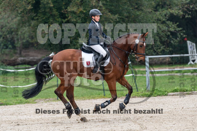 Goldene Schärpe 2020 - Pferde