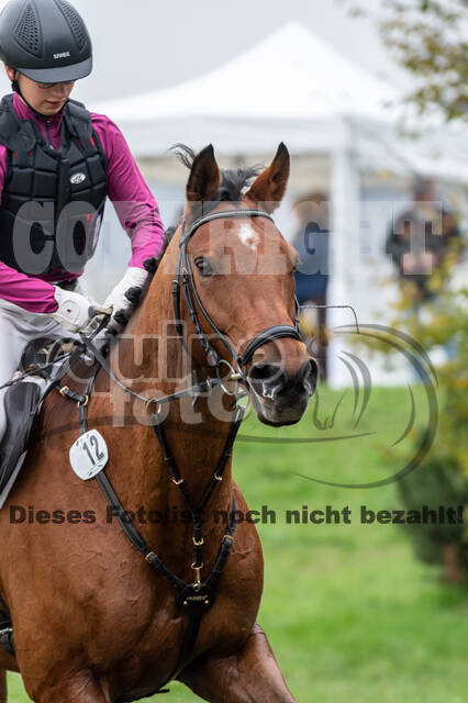 Goldene Schärpe 2020 - Pferde