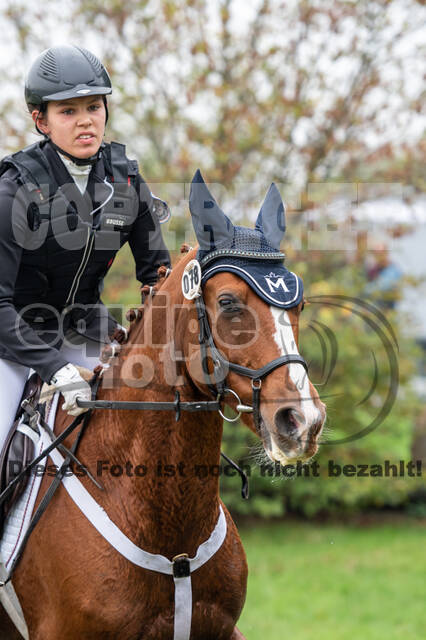 Goldene Schärpe 2020 - Pferde