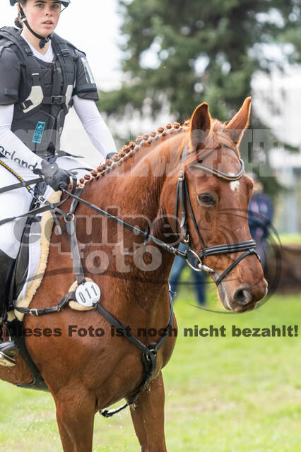 Goldene Schärpe 2020 - Pferde