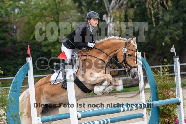 Goldene Schärpe 2020 - Pferde