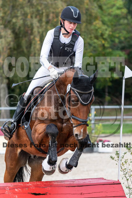 Goldene Schärpe 2020 - Pferde