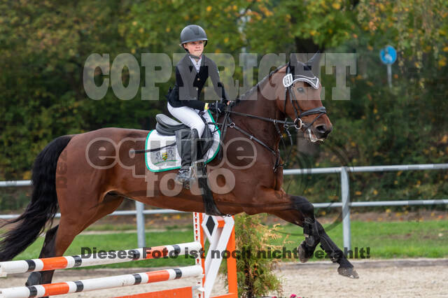 Goldene Schärpe 2020 - Pferde