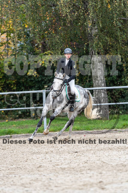 Goldene Schärpe 2020 - Pferde