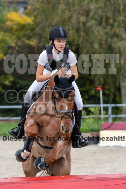 Goldene Schärpe 2020 - Pferde