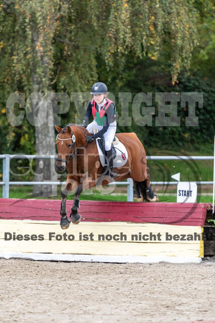 Goldene Schärpe 2020 - Pferde