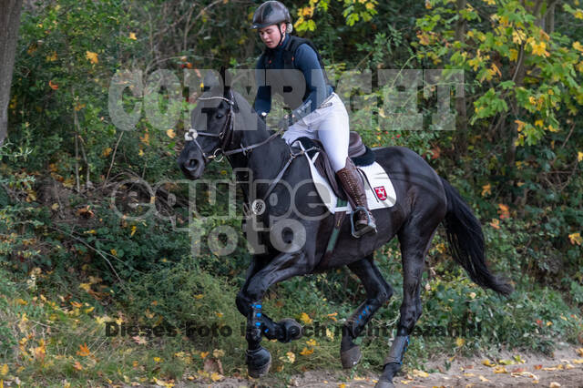 Goldene Schärpe 2020 - Pferde