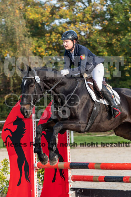 Goldene Schärpe 2020 - Pferde