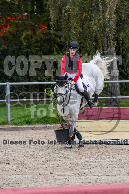 Goldene Schärpe 2020 - Pferde