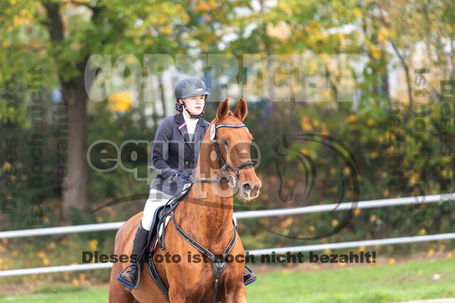 Goldene Schärpe 2020 - Pferde