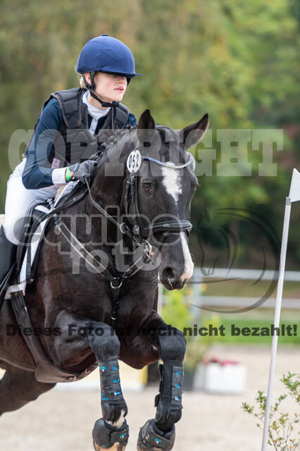 Goldene Schärpe 2020 - Pferde