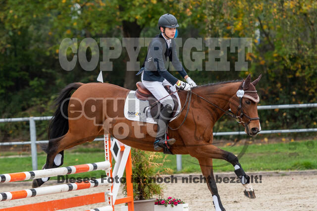 Goldene Schärpe 2020 - Pferde