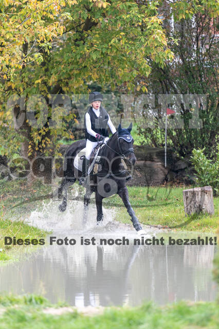 Goldene Schärpe 2020 - Pferde