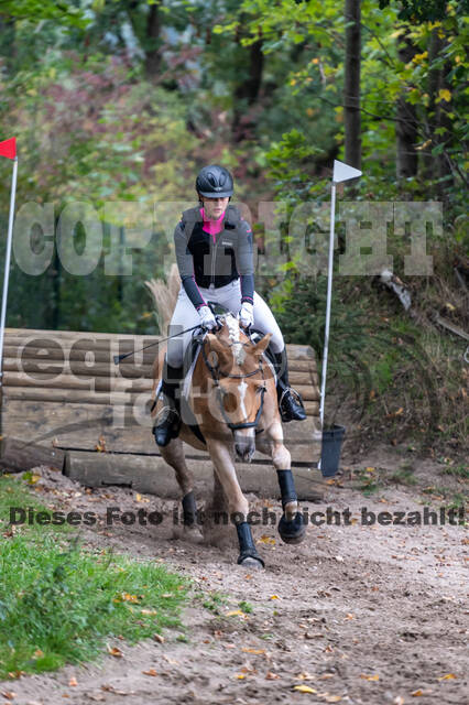 Goldene Schärpe 2020 - Pferde