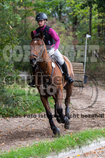 Goldene Schärpe 2020 - Pferde