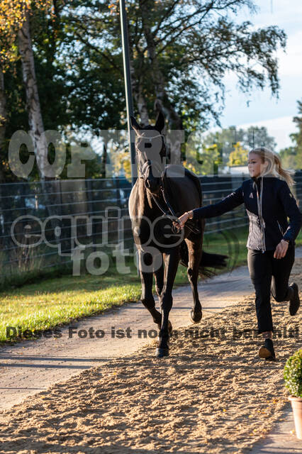 Deutsche Meisterschaft Vielseitigkeit (Luhmühlen)
