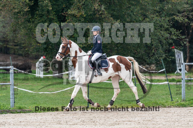 Goldene Schärpe 2020 - Pferde