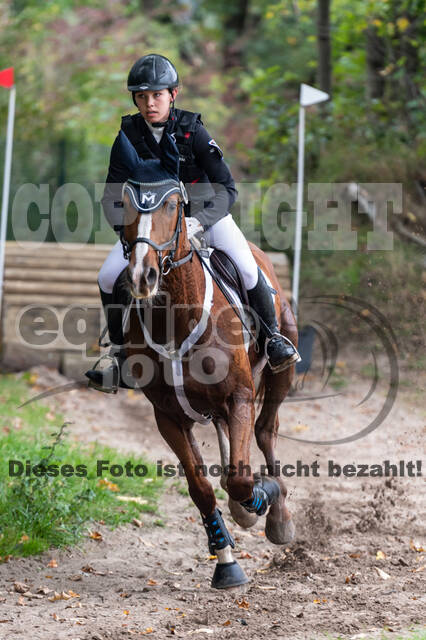 Goldene Schärpe 2020 - Pferde