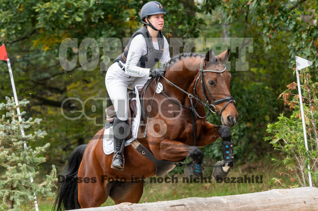 Goldene Schärpe 2020 - Pferde