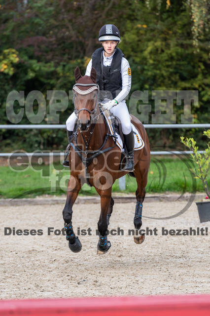 Goldene Schärpe 2020 - Pferde