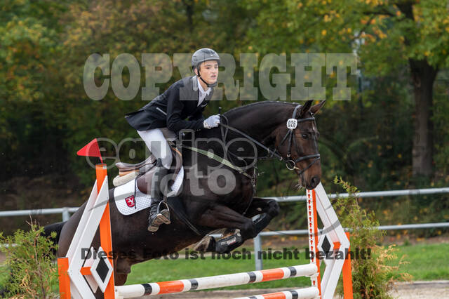 Goldene Schärpe 2020 - Pferde