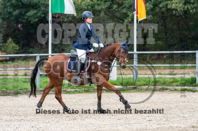 Goldene Schärpe 2020 - Pferde