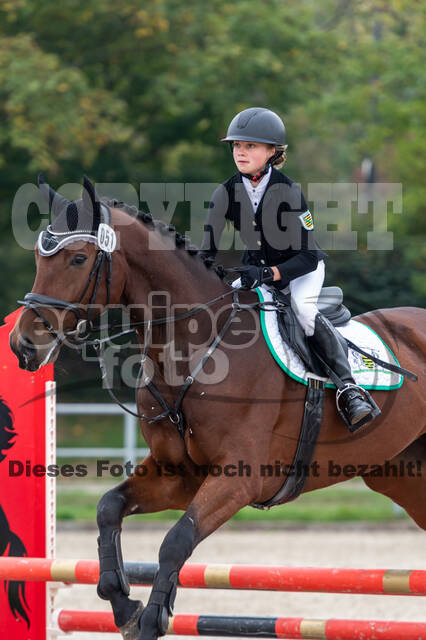 Goldene Schärpe 2020 - Pferde