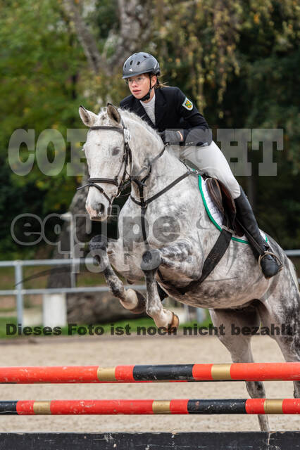 Goldene Schärpe 2020 - Pferde