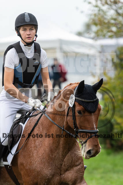 Goldene Schärpe 2020 - Pferde