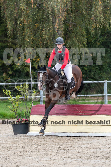 Goldene Schärpe 2020 - Pferde