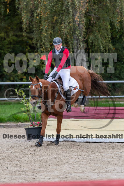 Goldene Schärpe 2020 - Pferde