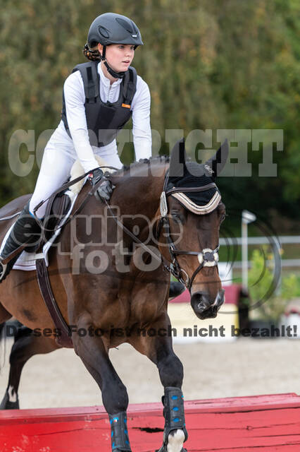 Goldene Schärpe 2020 - Pferde