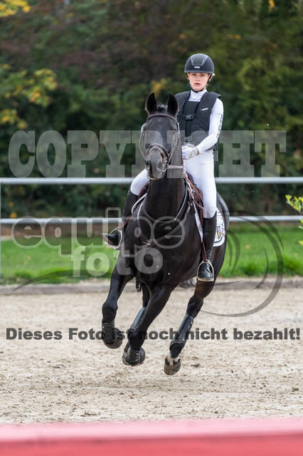 Goldene Schärpe 2020 - Pferde