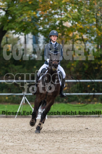 Goldene Schärpe 2020 - Pferde