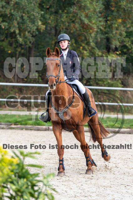 Goldene Schärpe 2020 - Pferde